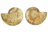 Cut & Polished, Crystal-Filled Ammonite Fossil - Madagascar #282972-1